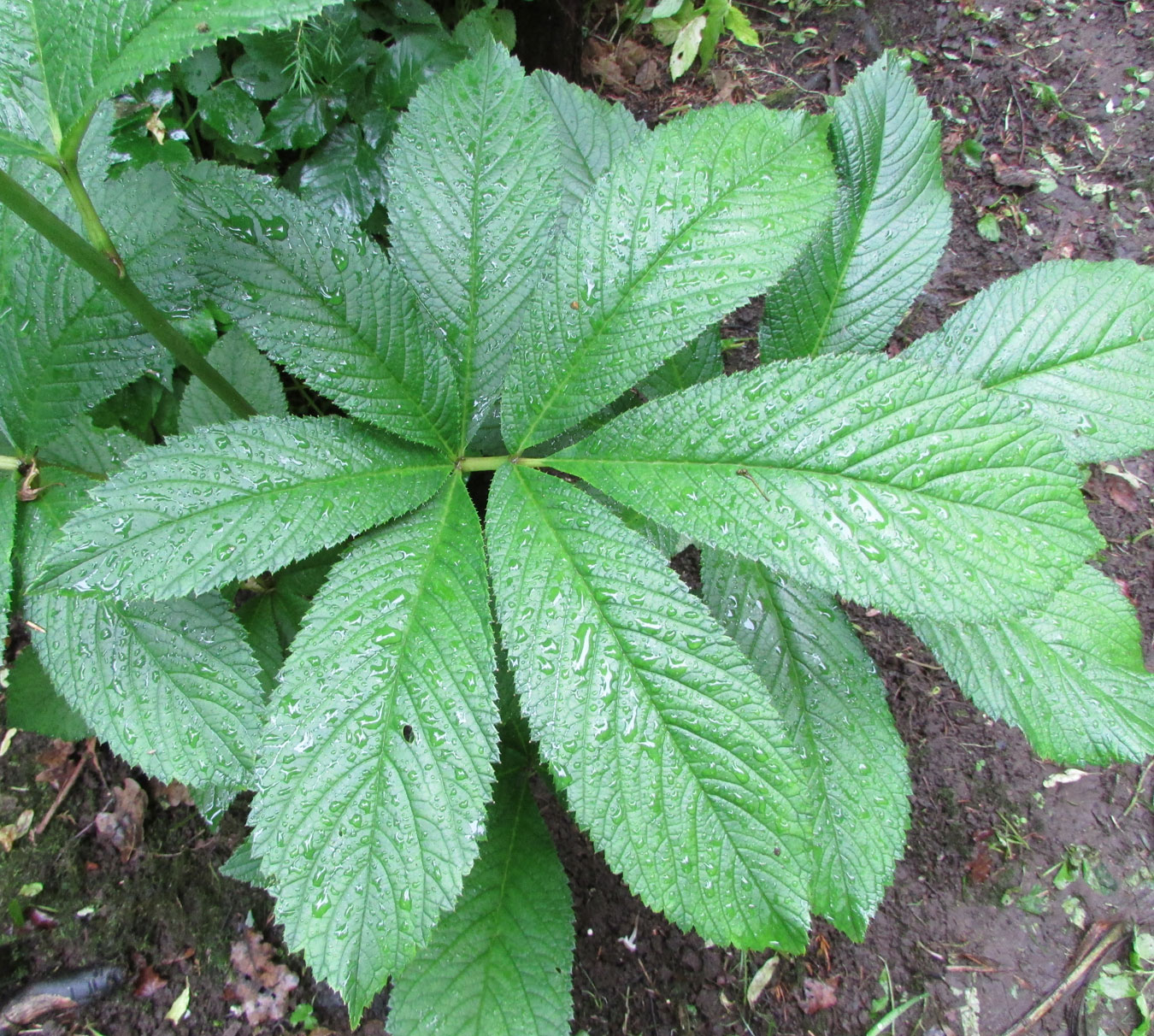 Image of Rodgersia pinnata specimen.