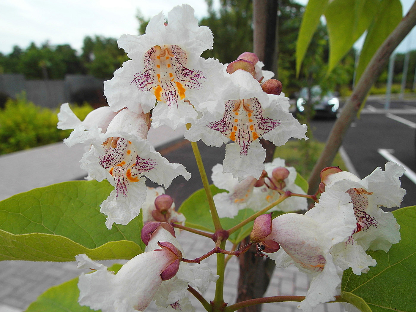 Изображение особи Catalpa bignonioides.