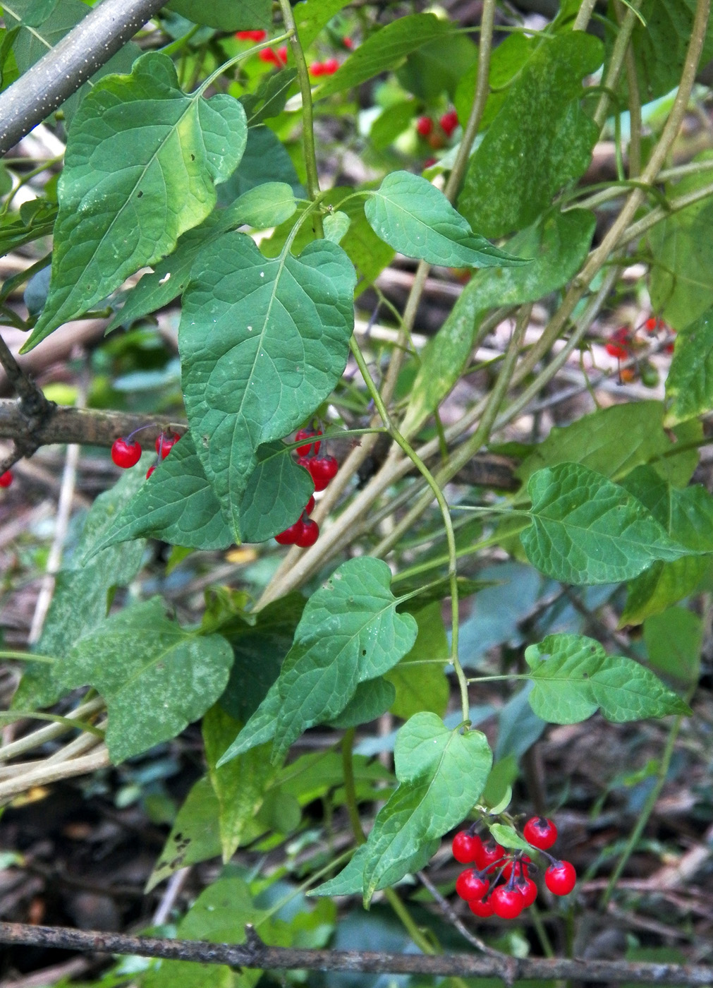 Изображение особи Solanum dulcamara.