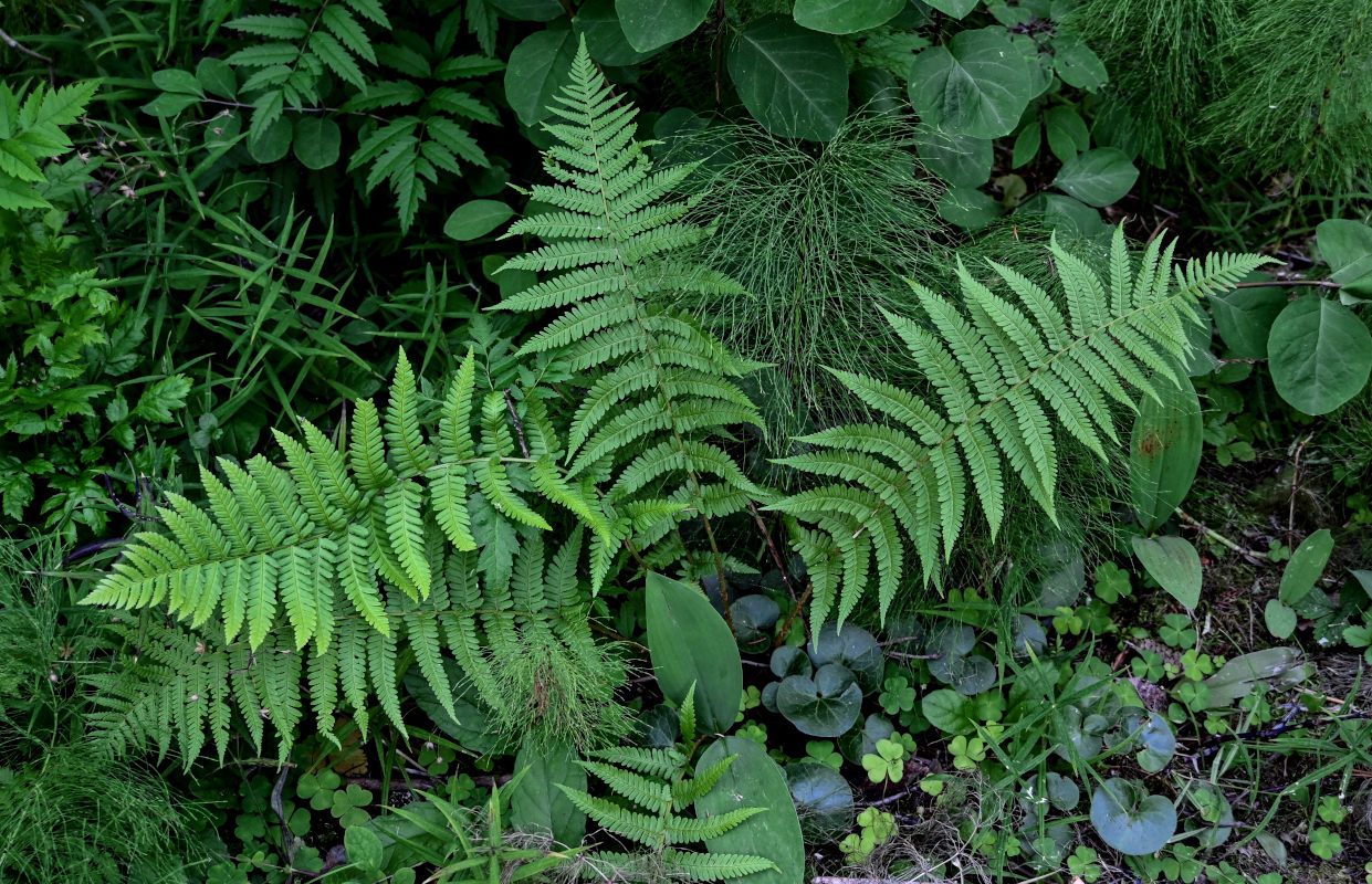 Image of Dryopteris filix-mas specimen.