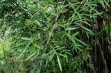 Phyllostachys pubescens. Ветвь вегетирующего растения. Китай, Гуанси-Чжуанский автономный р-н, окр. дер. Фэнлоу, бамбуковая роща. 02.06.2024.