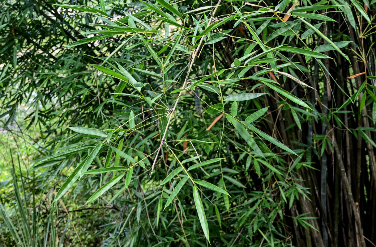 Изображение особи Phyllostachys pubescens.