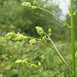 Thalictrum amurense