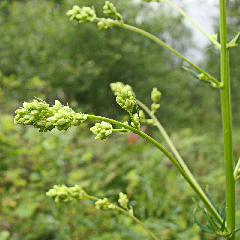 Изображение особи Thalictrum amurense.