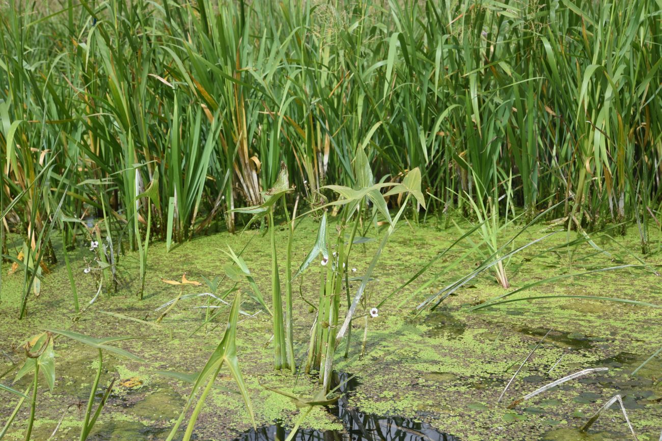 Image of Sagittaria sagittifolia specimen.