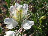 Capparis herbacea. Цветок и бутоны. Крым, окр. Судака, окраина с. Весёлое. 02.06.2023.