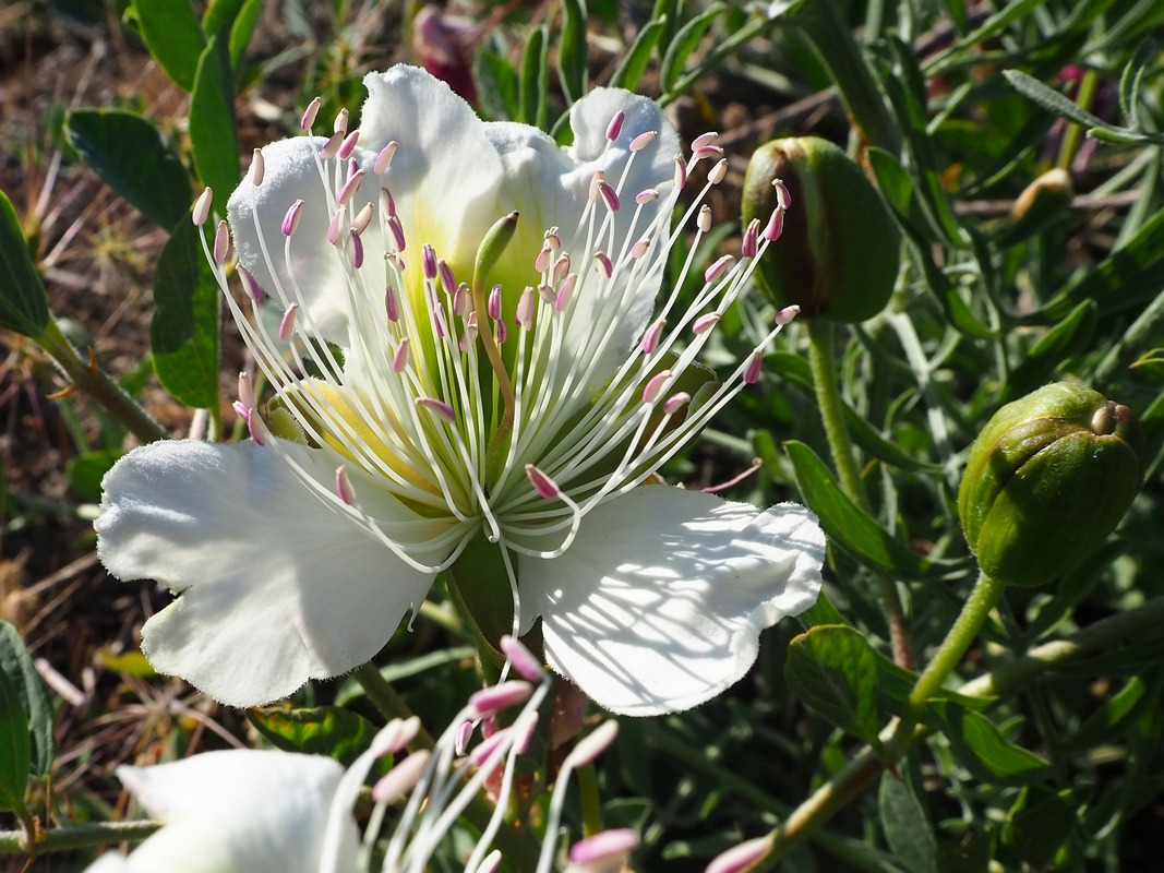 Image of Capparis herbacea specimen.