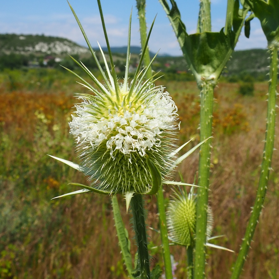 Image of Dipsacus laciniatus specimen.