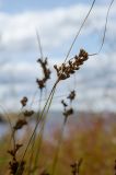 genus Juncus. Верхушка плодоносящего побега. Самарская обл., Ставропольский р-н, окр. с. Жигули, Молодецкий курган, берег зал. Жигулёвская Труба, каменная россыпь. 7 сентября 2023 г.