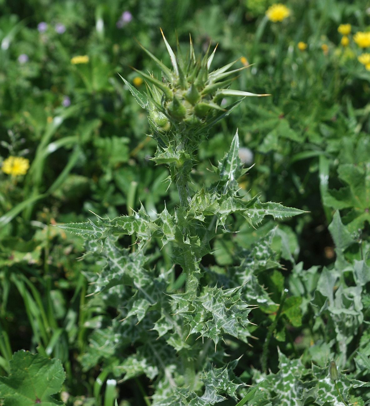 Image of Silybum marianum specimen.