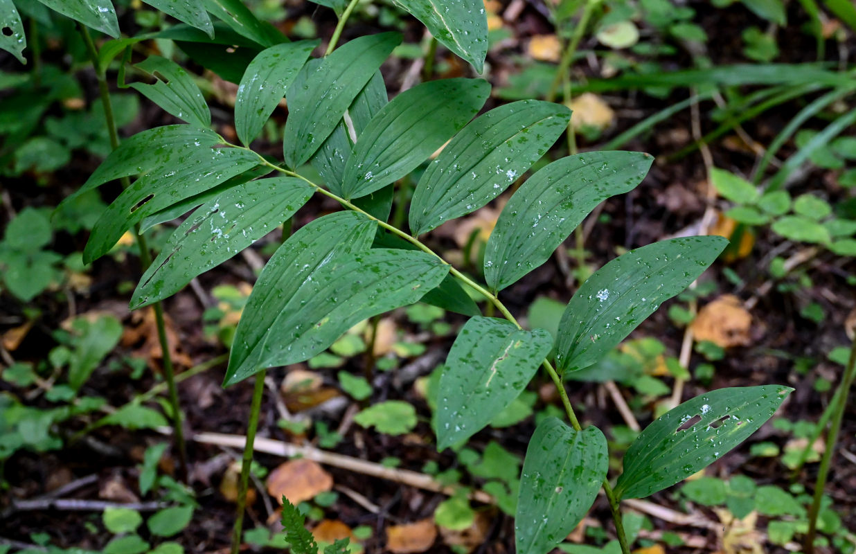 Image of Polygonatum odoratum specimen.