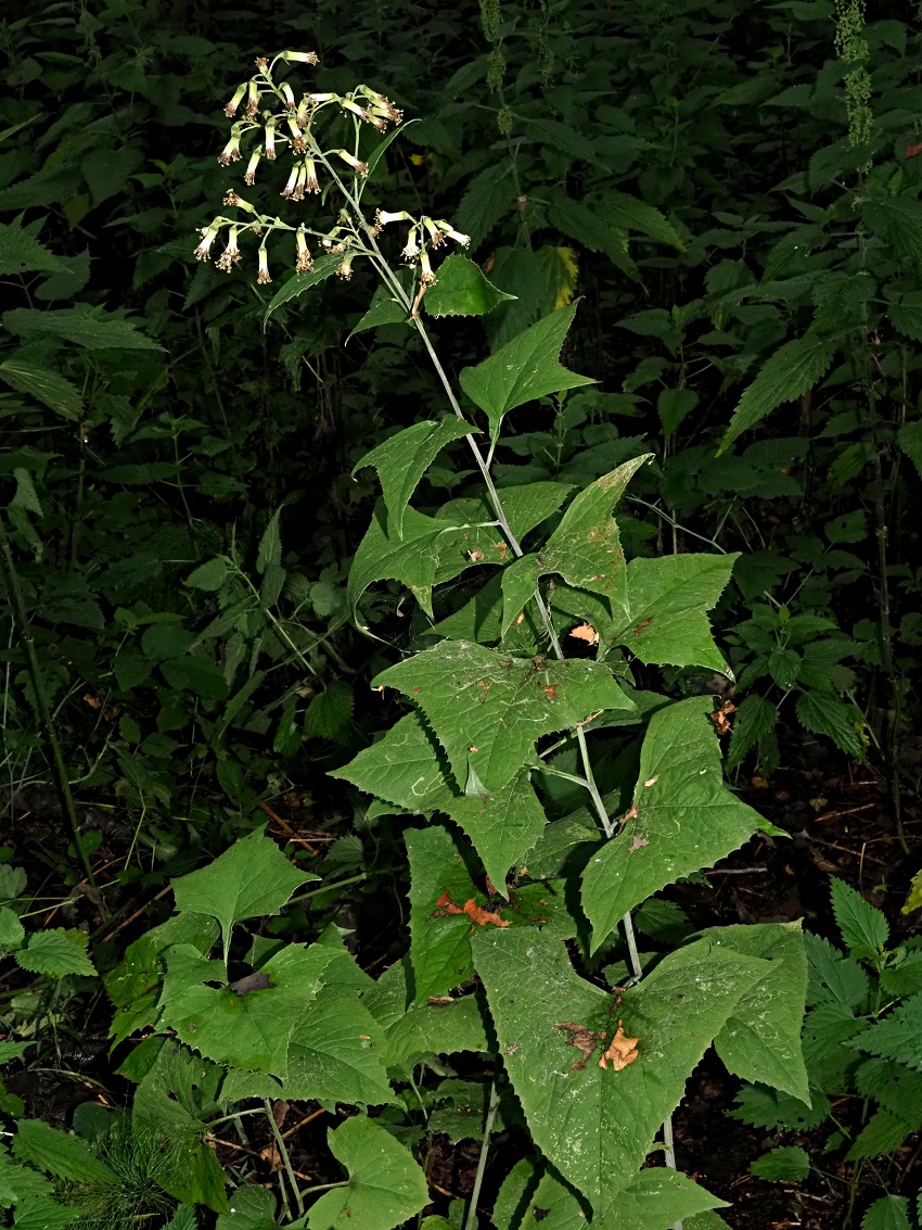 Image of Parasenecio hastatus specimen.