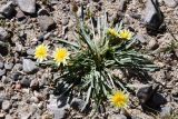 род Taraxacum. Цветущее растение. Таджикистан, Горно-Бадахшанская автономная обл., Мургабский р-н, Аличурская дол., выс. ≈ 3800 м н.у.м., каменистый участок поймы реки. 4 июля 2024 г.