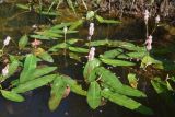 Persicaria amphibia. Цветущие растения. Калужская обл., Ульяновский р-н, р. Вытебеть, 700 м ниже устья безымянного руч., у берега в воде. 29 августа 2024 г.