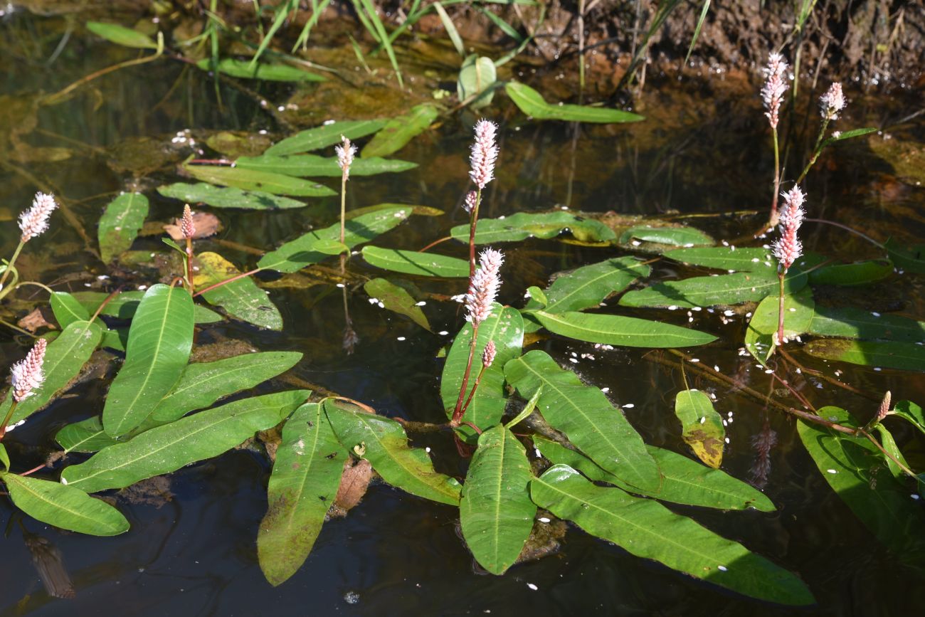 Image of Persicaria amphibia specimen.