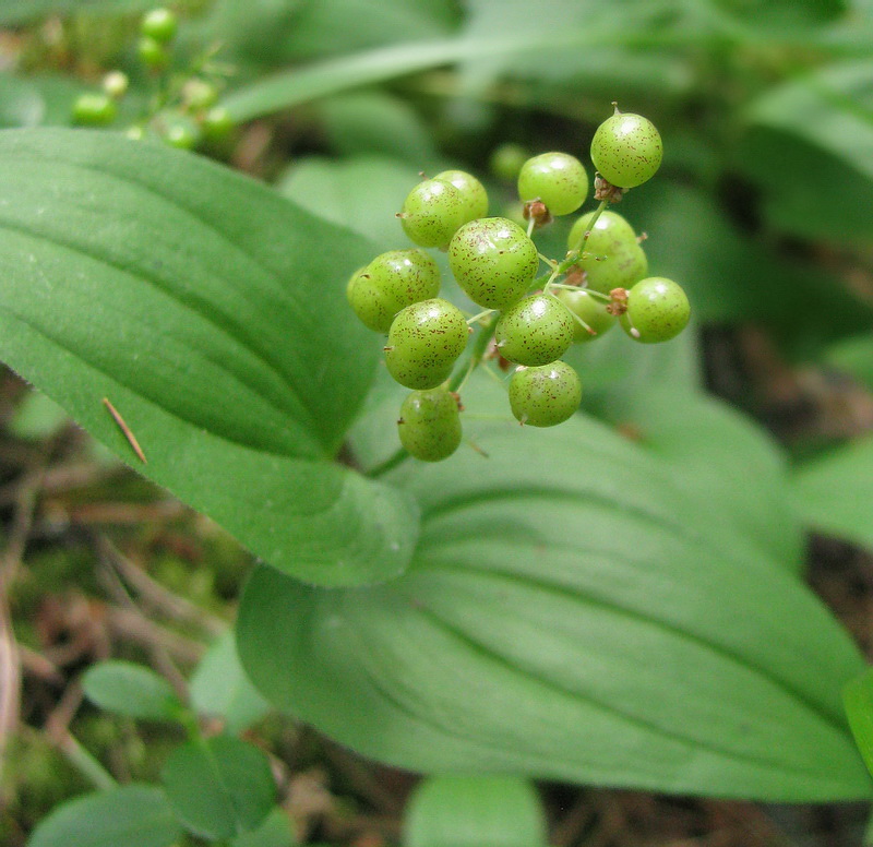 Image of Maianthemum bifolium specimen.