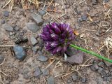 Allium rotundum