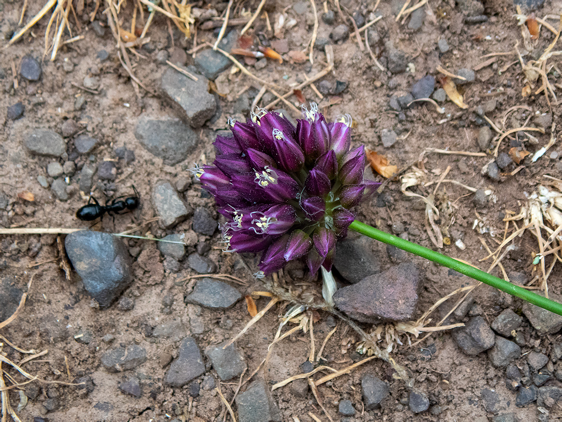 Изображение особи Allium rotundum.