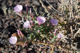 Convolvulus fruticosus