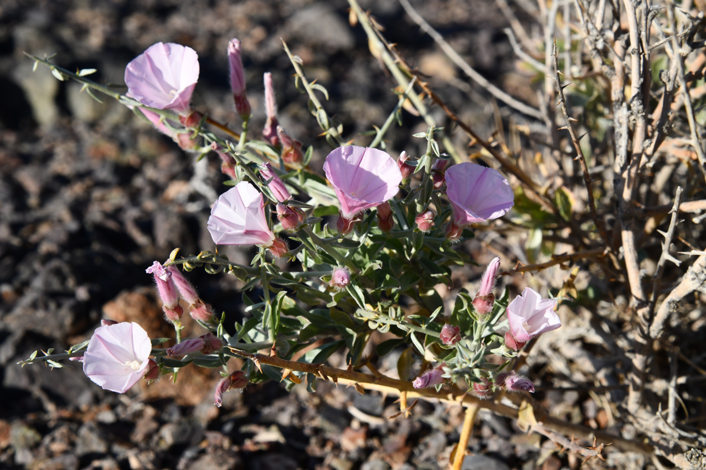 Изображение особи Convolvulus fruticosus.