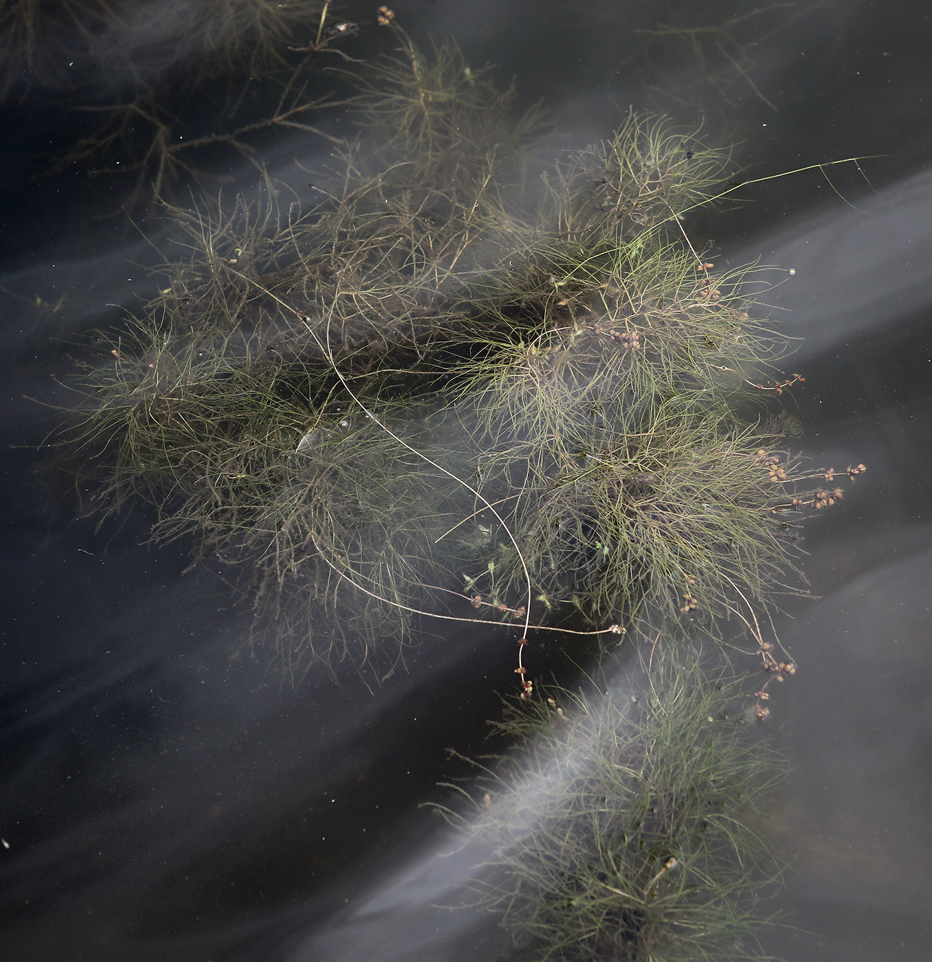 Image of Potamogeton pectinatus specimen.