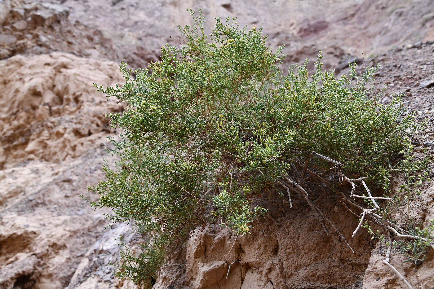 Image of Sympegma regelii specimen.