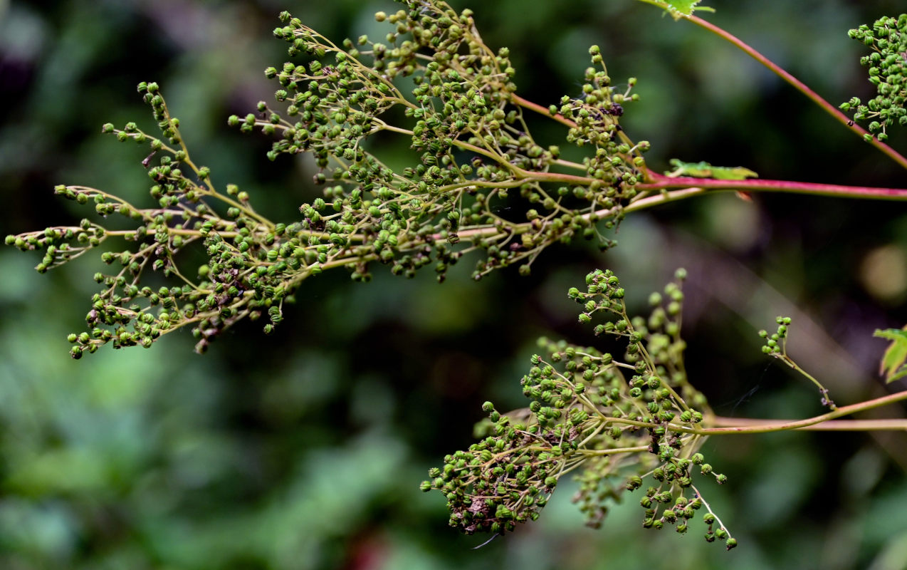 Image of Filipendula ulmaria specimen.