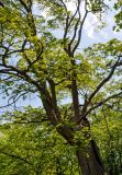 Zelkova carpinifolia. Часть ствола и кроны взрослого дерева. Нагорный Карабах, Мартунинский р-н, окр. дер. Схторашен, широколиственный лес. 06.05.2013.