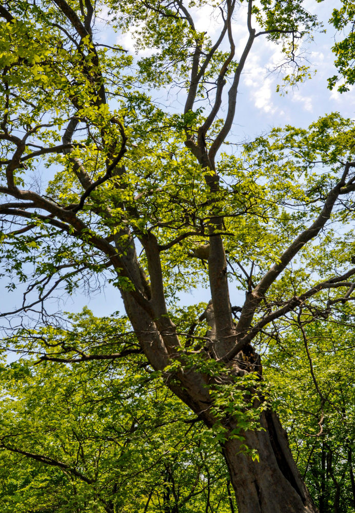 Изображение особи Zelkova carpinifolia.