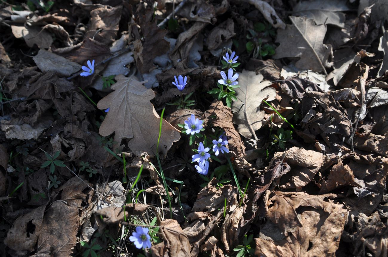 Image of Anemone caucasica specimen.