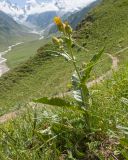 Senecio taraxacifolius. Цветущее растение. Кабардино-Балкария, Черекский р-н, юго-восточный склон горы Эркедыген, ≈ 2600 м н.у.м., скальное обнажение. 30.07.2024.