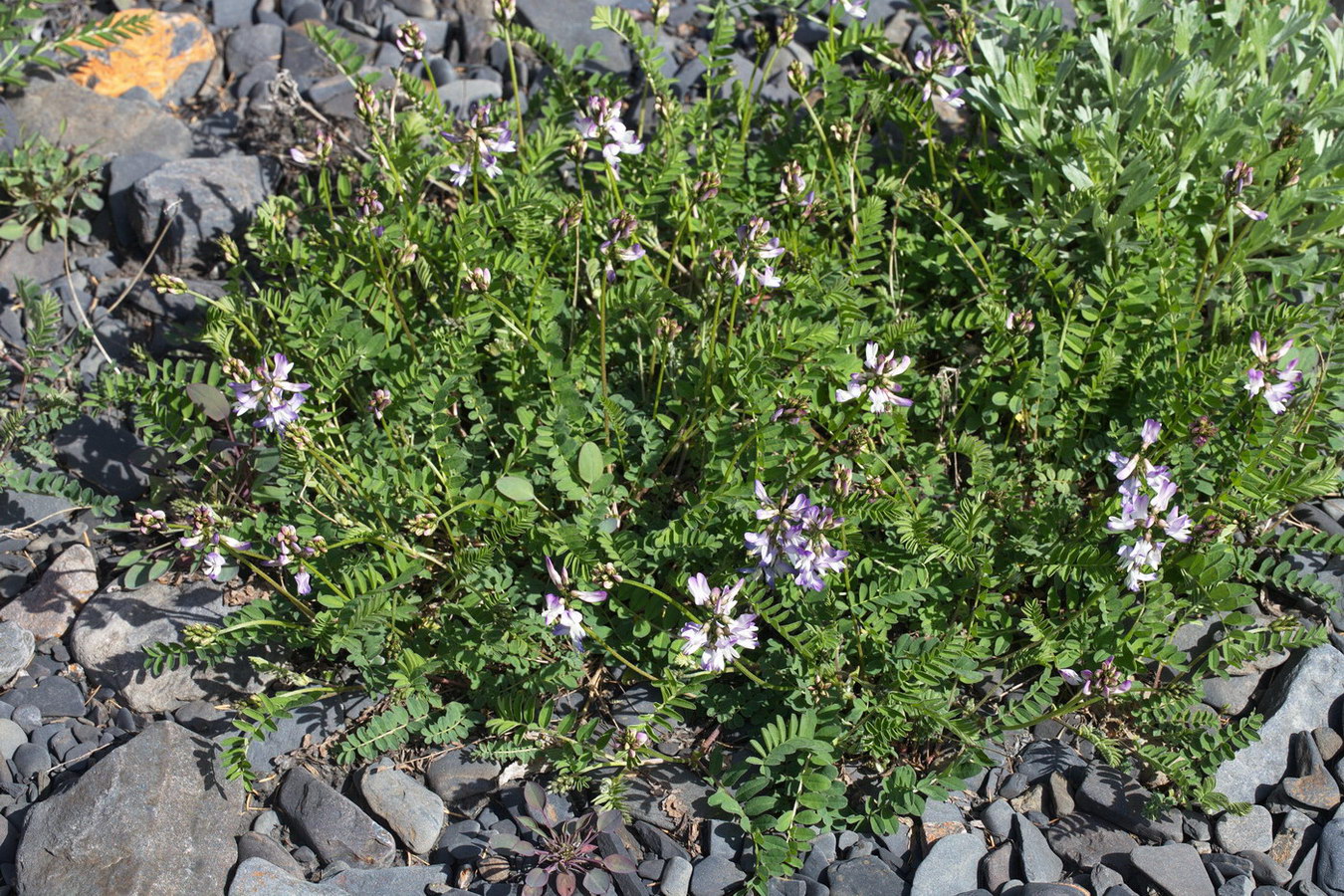 Image of Astragalus alpinus specimen.