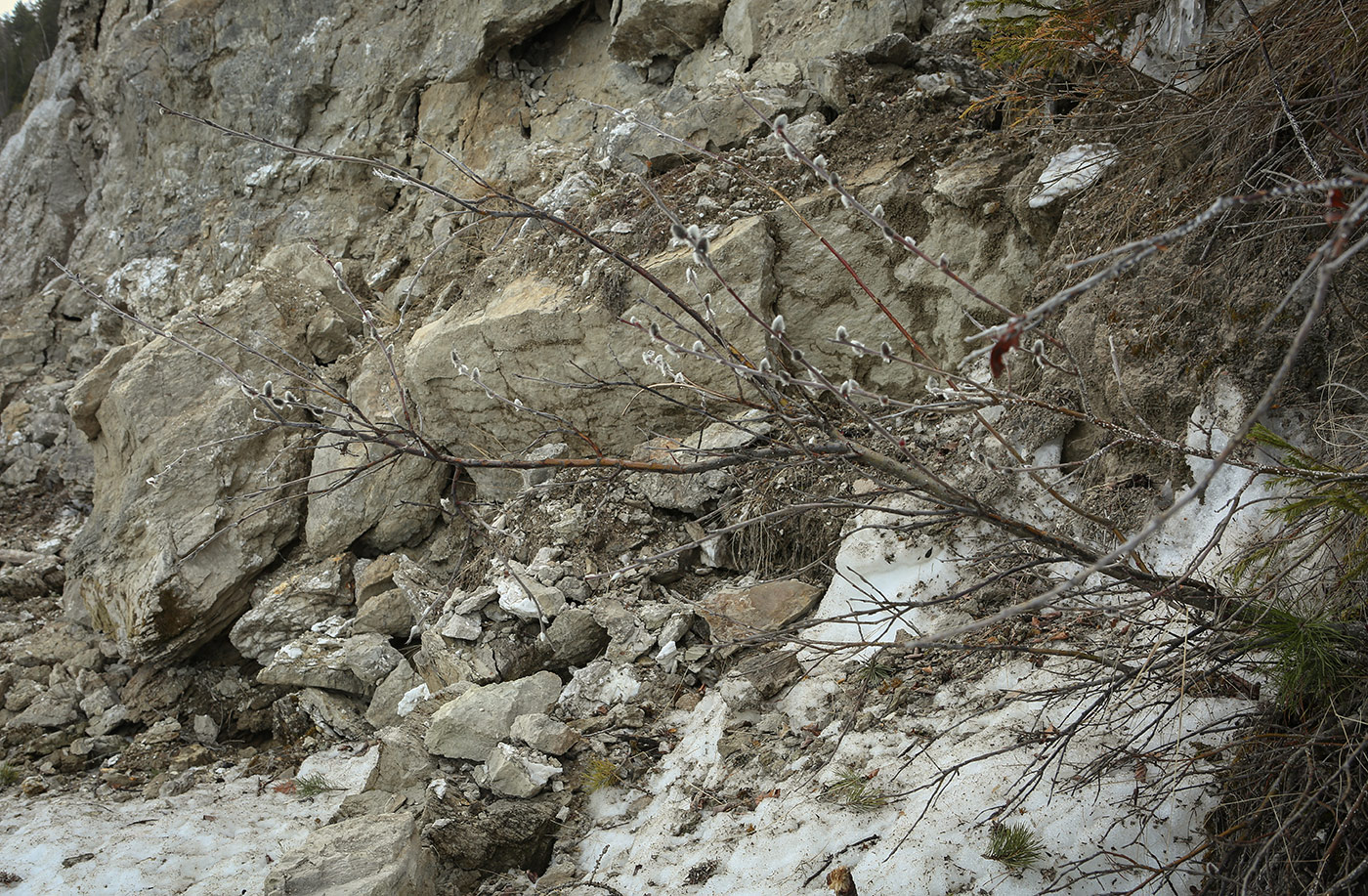 Image of Salix recurvigemmata specimen.