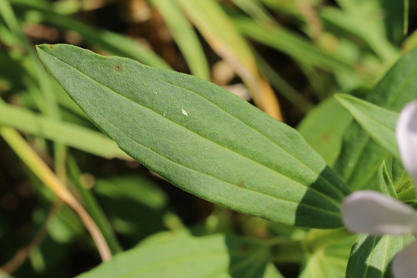 Image of Saponaria officinalis specimen.