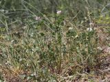 View full-size image Securigera cretica