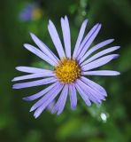 Смотреть изображение Boltonia lautureana