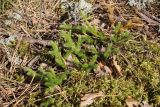 View full-size image Lycopodium clavatum