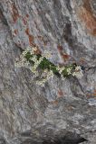 View full-size image genus Saxifraga