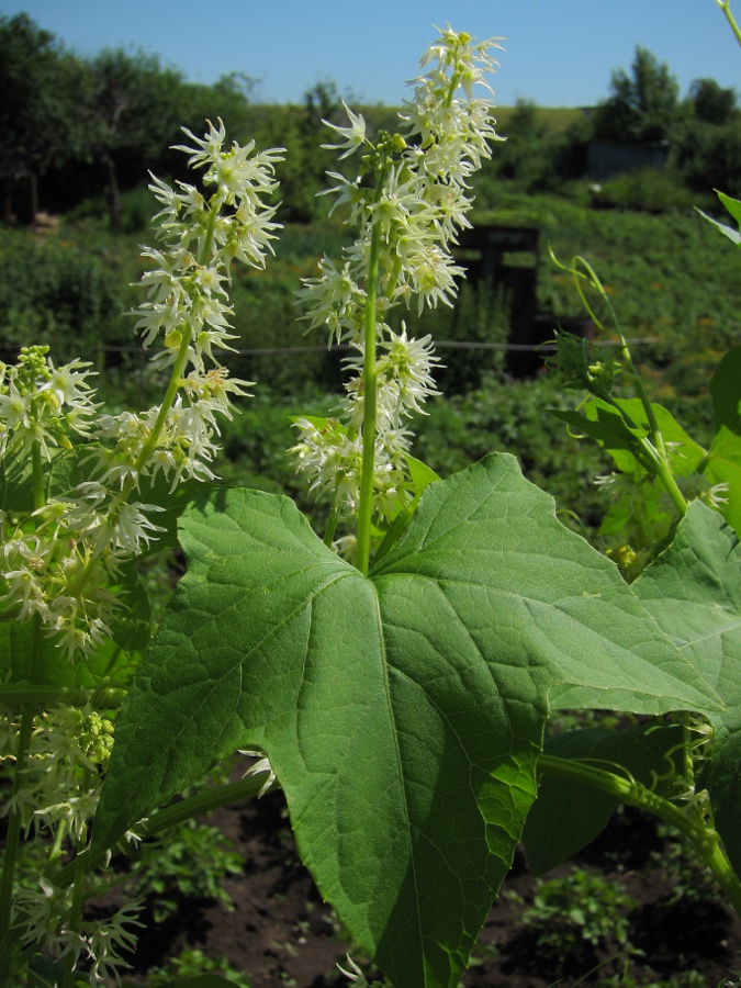 Изображение особи Echinocystis lobata.