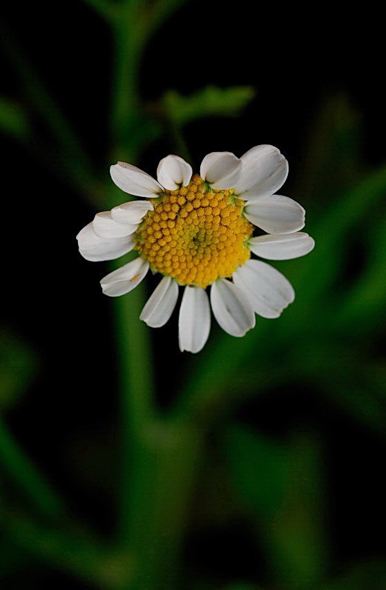 Image of Pyrethrum parthenium specimen.