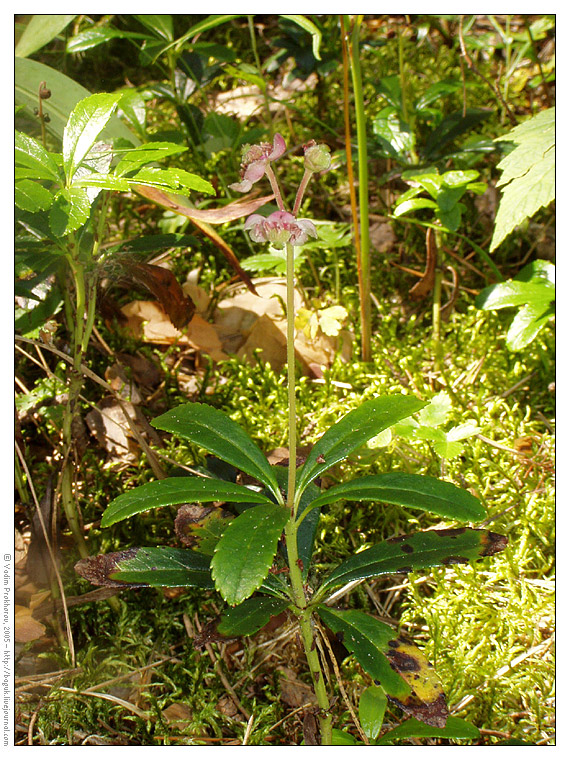 Изображение особи Chimaphila umbellata.