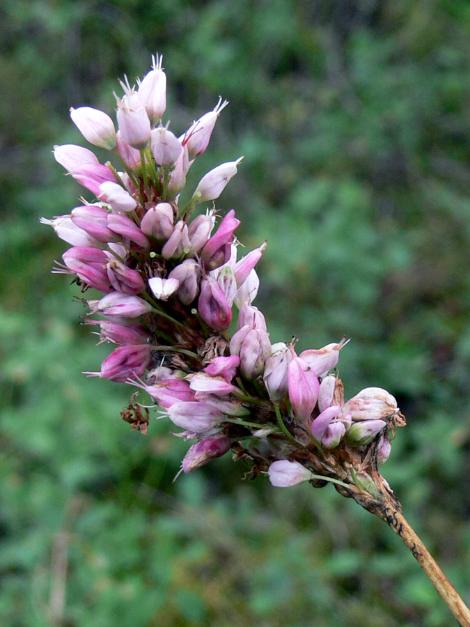 Image of Bistorta officinalis specimen.