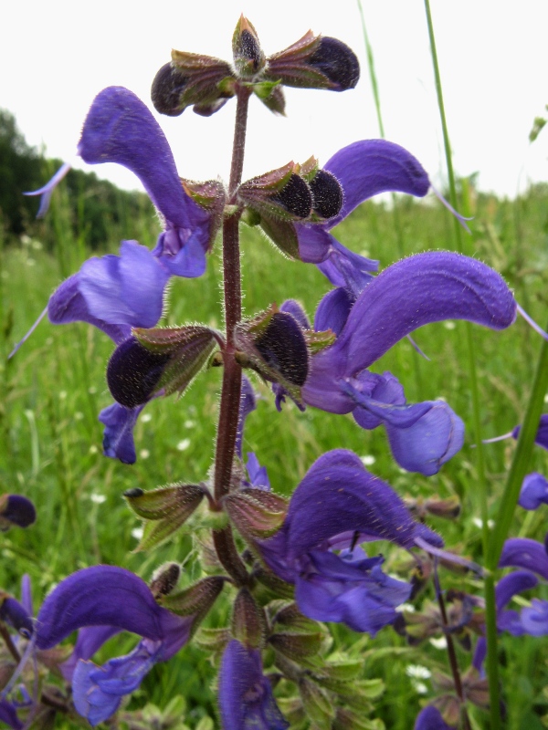 Изображение особи Salvia pratensis.