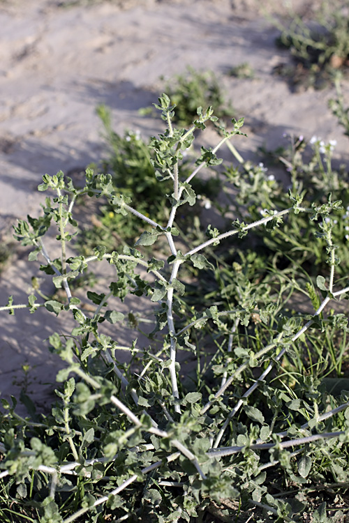 Image of Centaurea belangeriana specimen.