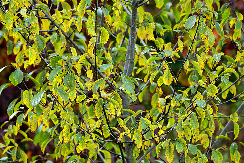 Image of Frangula alnus specimen.