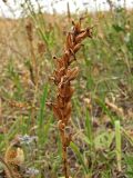 Смотреть изображение семейство Orchidaceae