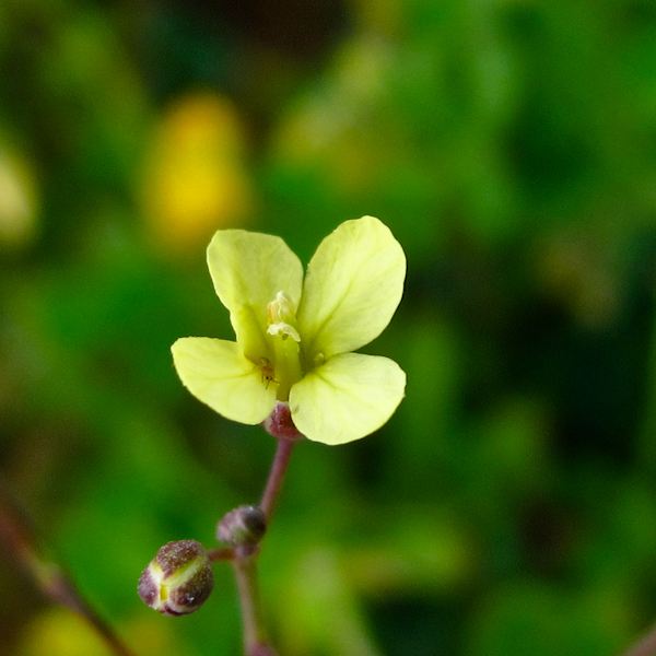 Image of Brassica sisymbrioides specimen.