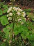 Petasites albus. Верхушка цветущего растения. Украина, Закарпатская обл., Раховский р-н, окр. с. Квасы, на сыром месте в буковом лесу. 2 мая 2008 г.