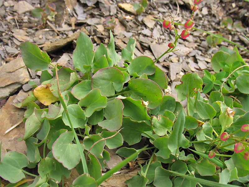 Изображение особи Rumex scutatus.