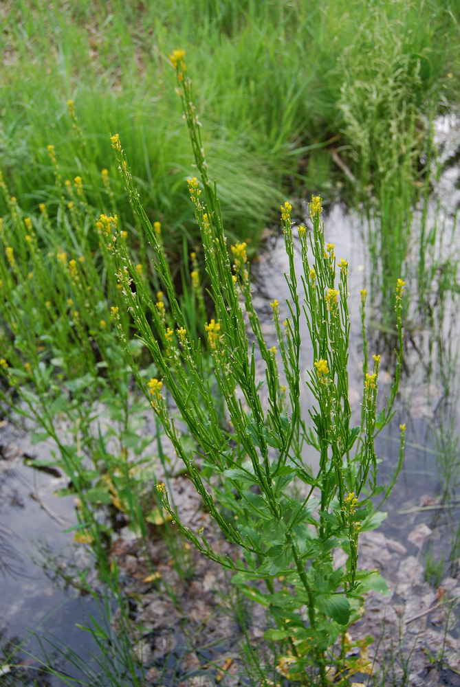 Image of Barbarea stricta specimen.